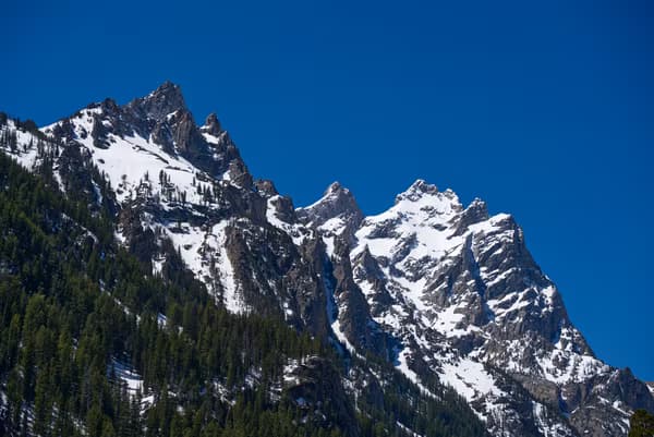 Snow-covered Grand Teton peaks under a vivid, cloudless blue sky above dark green pines.