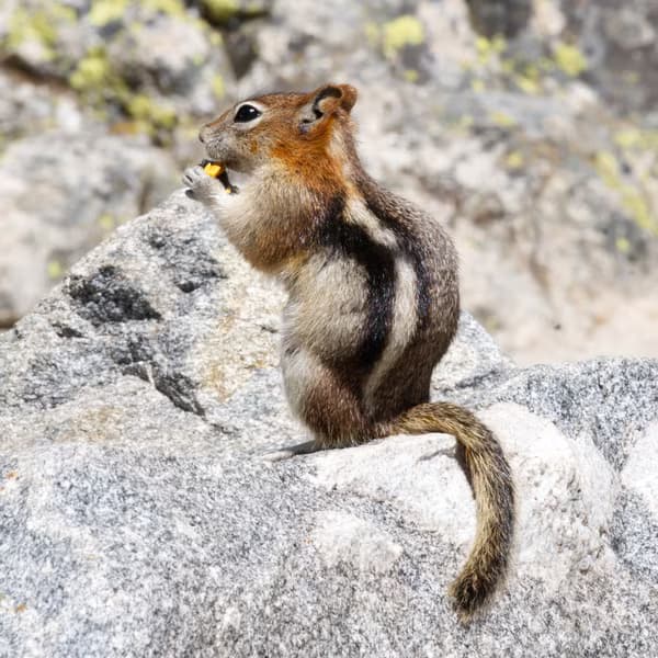 Striped chipmunk sitting upright on sun-lit granite, nibbling a snack.